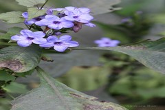 Eranthemum pulchellum